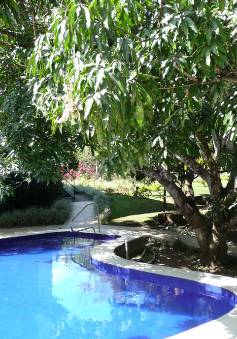 Hotel pool and mango tree Hotel pool and mango tree